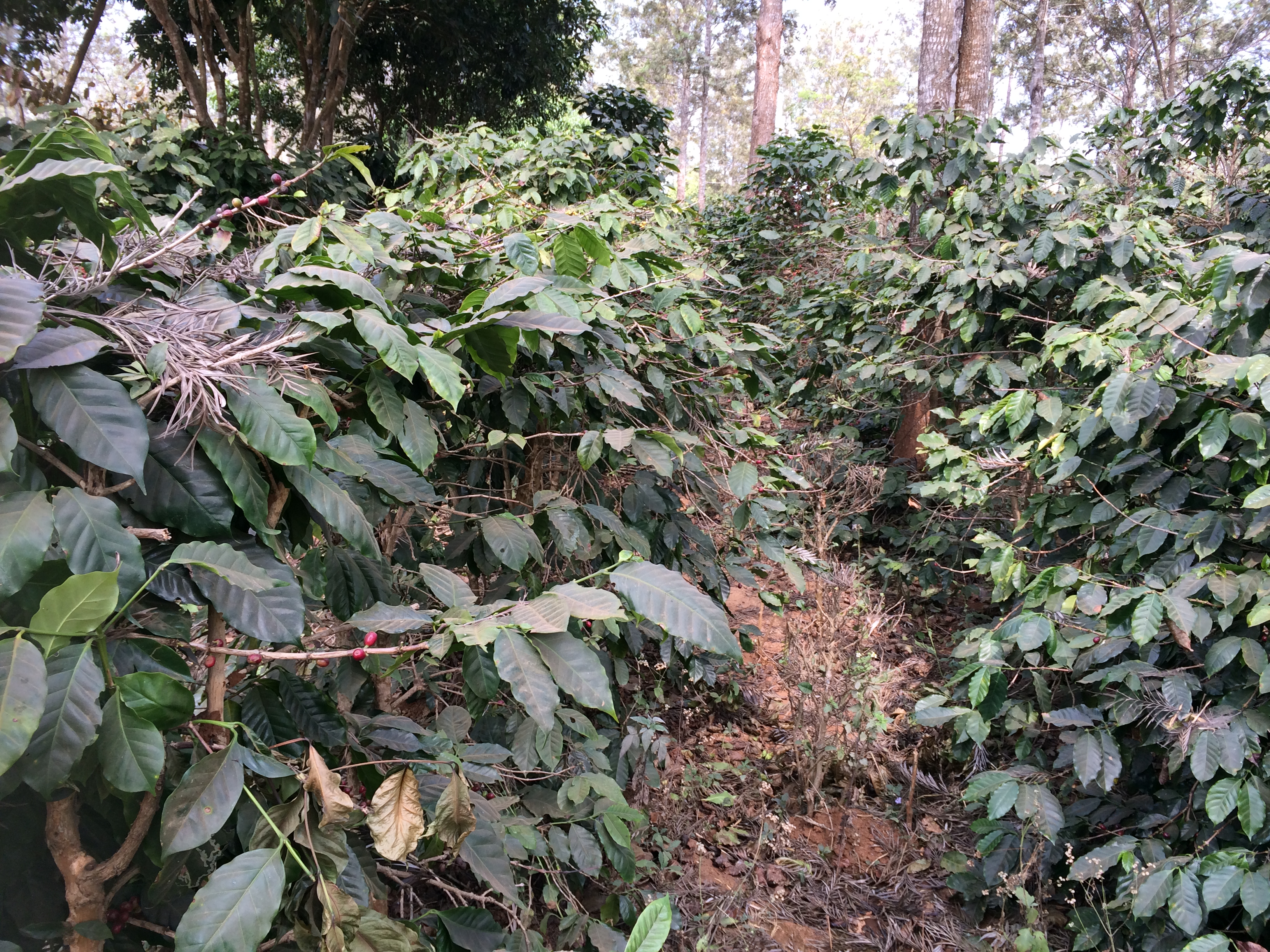 コーヒー豆の畑